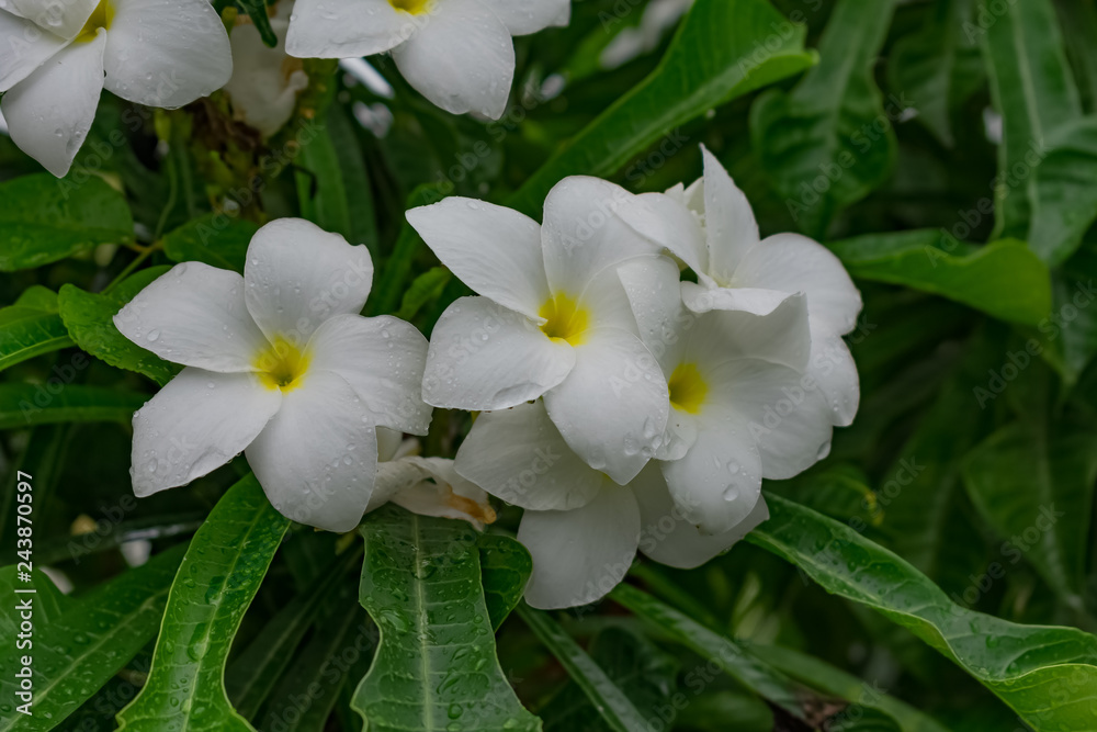 Obraz premium very close view of plumeria white flowery in tree with water drops looking awesome after rain felled. 