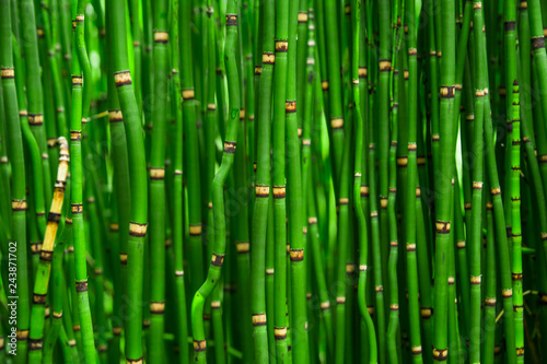 Beautiful bamboo texture background. Green asian plants.