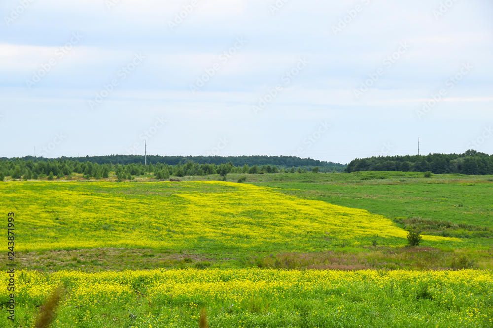 yellow flowers bushes bloom in the field