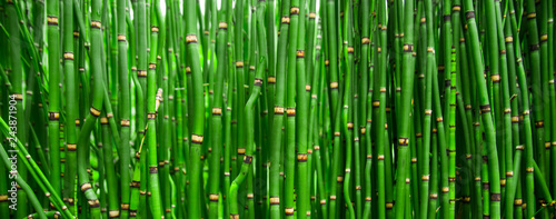 Beautiful bamboo texture background. Green asian plants.