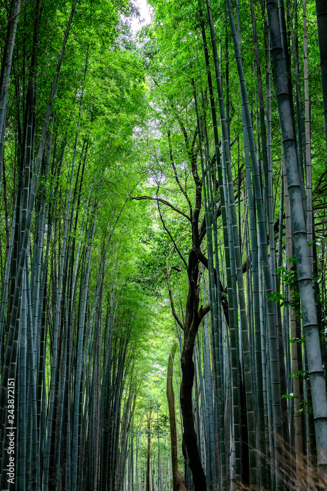 Obraz premium Beautiful bright bamboo forest with tall trunks