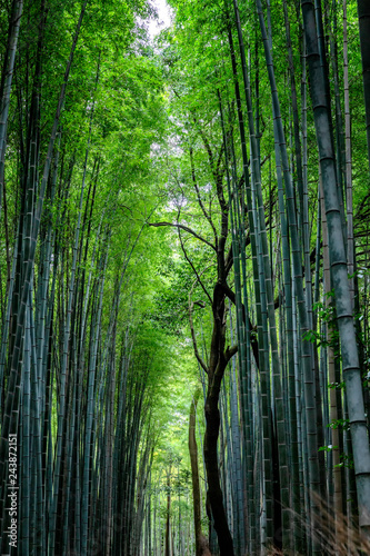 Fototapeta Naklejka Na Ścianę i Meble -  Beautiful bright bamboo forest with tall trunks