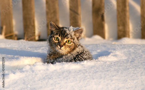 Photography Small gray tabby cat little kitten standing in the snow with an unhappy face