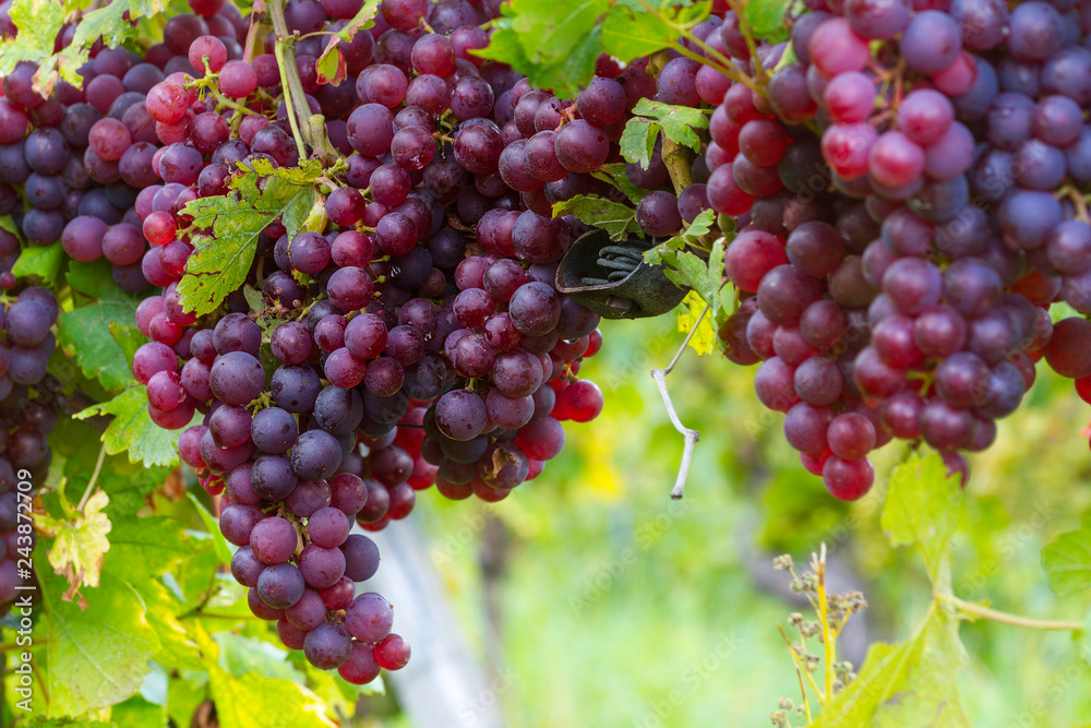 Weinberge Reben Weinberge Reben