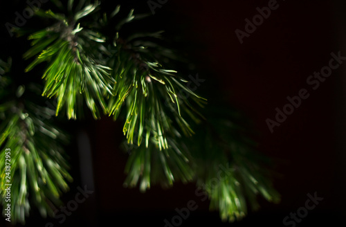 Young pine`s branch at black background, winter greenery dark mood photo