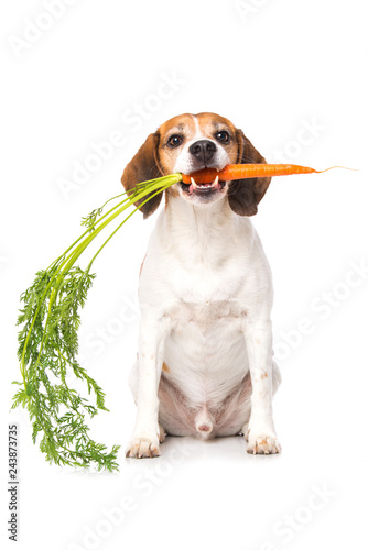 Fototapeta Naklejka Na Ścianę i Meble -  Dog holding a carrot isolated on white background