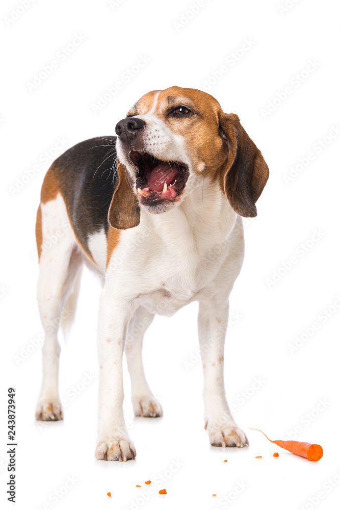 Beagle dog eating a carrot isolated on white Beagle dog eating a carrot isolated on white