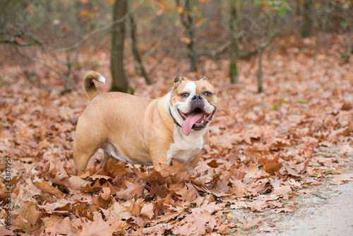 English bulldog outdoors standing between autumn leaves in a forest