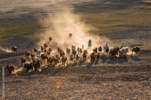 Bashang of Inner Mongolia horse farm horses photo