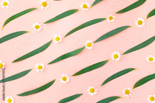 Top view on little daisy flowers with green leaves over pink paper. Flat lay, minimalistic style, floral pattern.