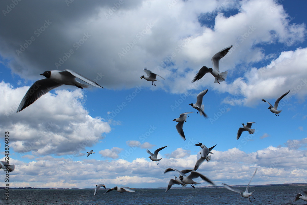 flying seagulls. Bird flies over the lake. Seagulls catch food on the fly