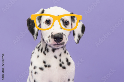 Fototapeta Naklejka Na Ścianę i Meble -  Portrait of a cute dalmatian puppy dog on a purple background wearing big yellow glasses facing the camera