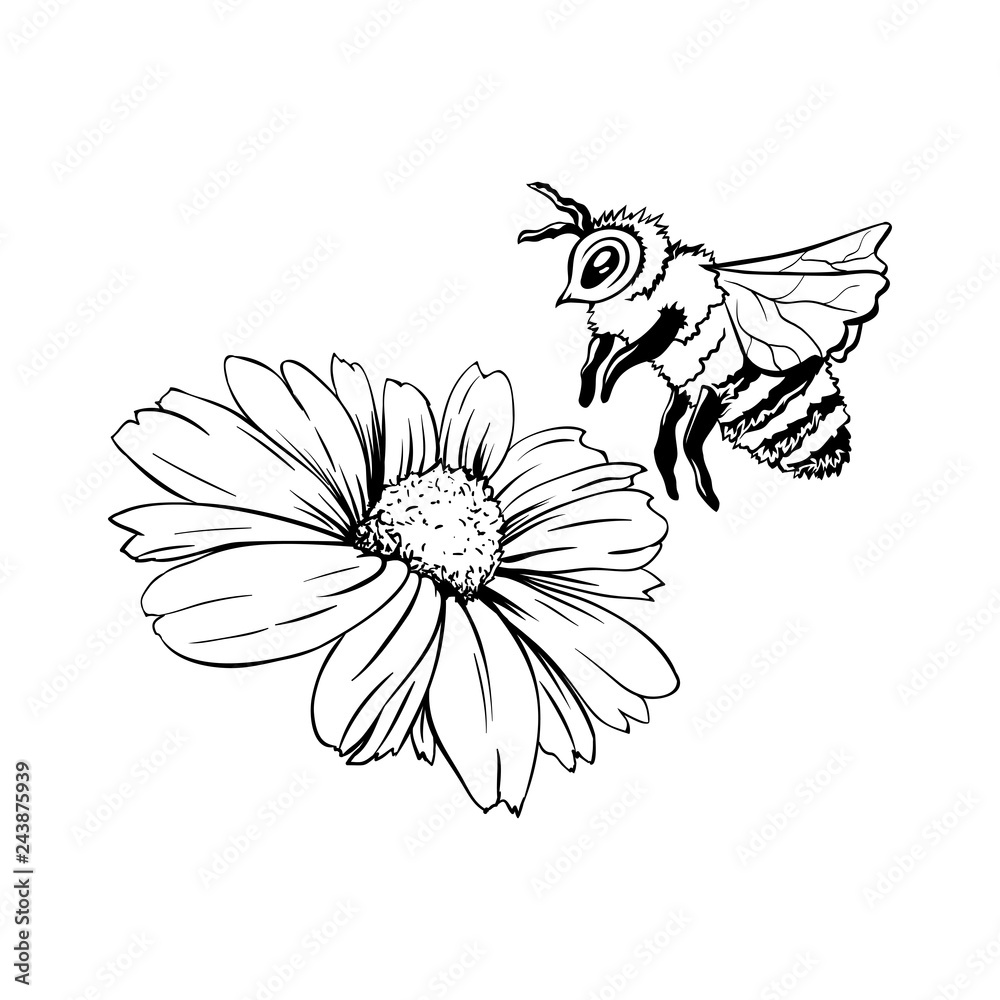 Bee with flowers hand drawing engraving style isolate on white background  Bee  drawing Flower drawing Stippling art