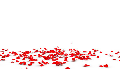 Many rose petals fall on the floor