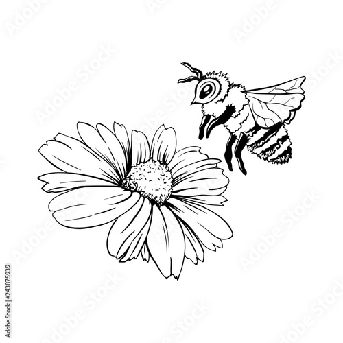 Chamomile Bud and Bee Pollination. Hand drawn ink pen illustration, flower freehand drawing, isolated sketch