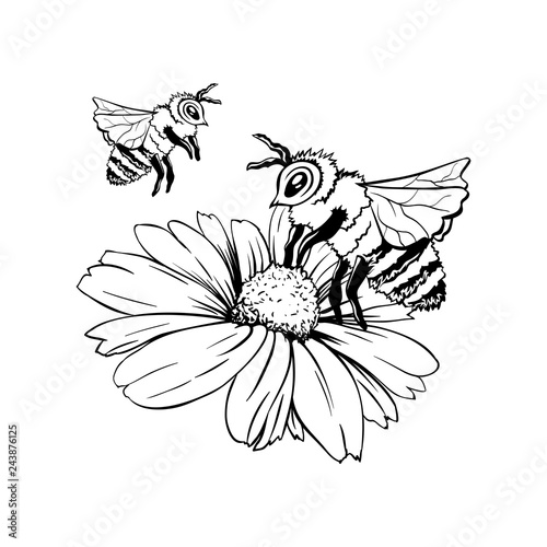 Chamomile Bud and Two Bees or Group of Wasps. Pollination Process. Hand drawn ink pen illustration, flower freehand drawing, isolated sketch