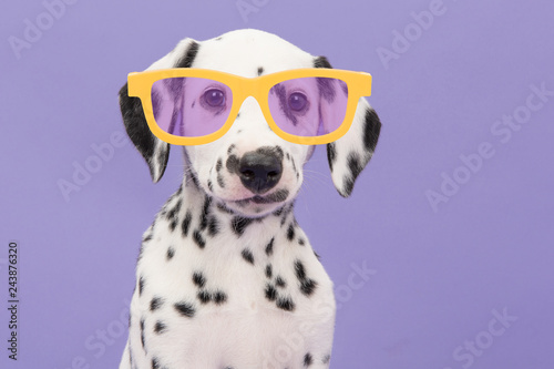 Portrait of a cute dalmatian puppy dog wearing yellow glasses on a purple background