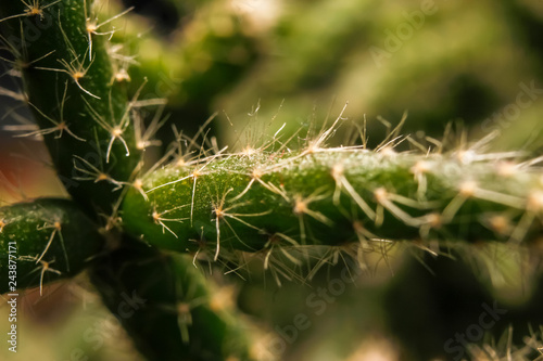 Wallpaper Mural Part of small cactus. Macro close up photography Torontodigital.ca