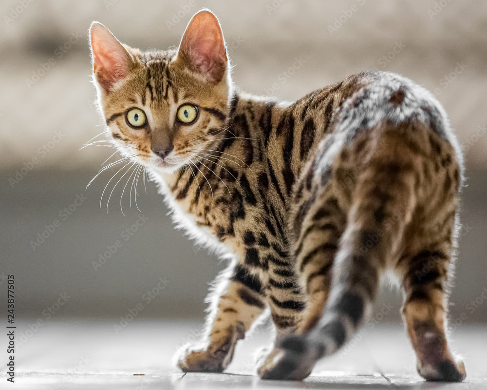 A cute Bengal kitten standing on a wooden floor from behind looking over its shoulder to something off camera