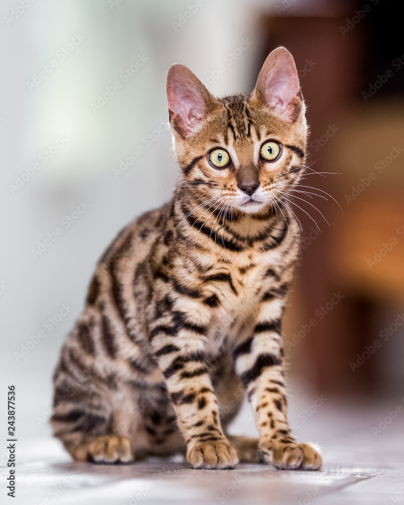 A Bengal kitten sitting on a kitchen floor looking at the camera with large yellow eyes.