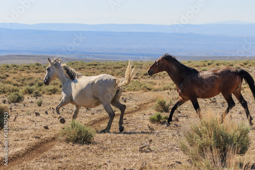 Wild Horses Running in the Desert