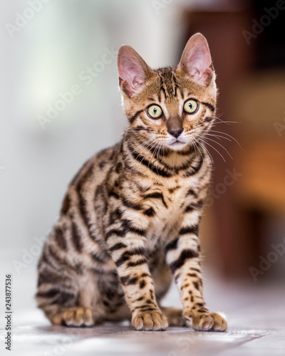 A Bengal kitten sitting on a kitchen floor looking at the camera with large yellow eyes. © Ian
