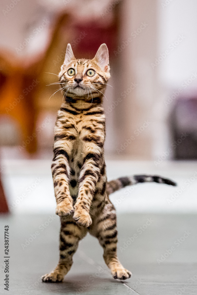 Naklejka premium A Bengal kitten standing on its back paws looking hungry with yellow eyes wide and tail swishing behind.
