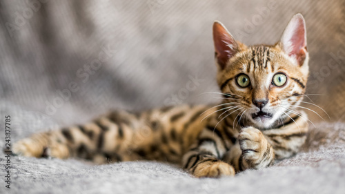 A Bengal kitten looking surprised lying on a grey blanket grooming itself.