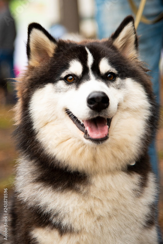 Portrait Husky dog with interesting eyes outdoors