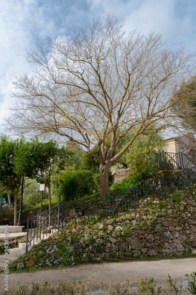 Lonely tree without leaves in the garden Ibleo in Ragusa, Sicily