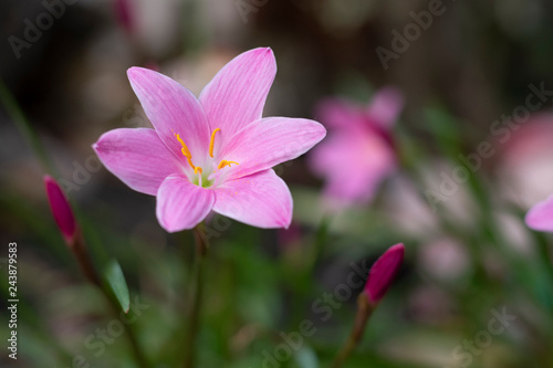 isolated pink rain lily blooms in the garden
