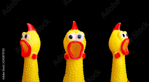 squawking chicken or squeaky toy are shouting and copy space isolated on Black background. This has clipping path.