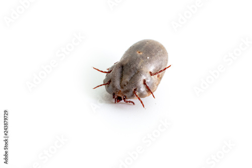 Dog Tick on a skin under fur Sucking the blood of dogs and insect spreading pathogens. Clean your pet dogs and cats Concept. photo