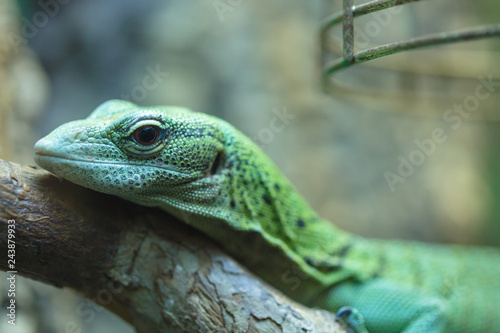 A tropical and rare lizard that feeds on insects. Reptiles animals