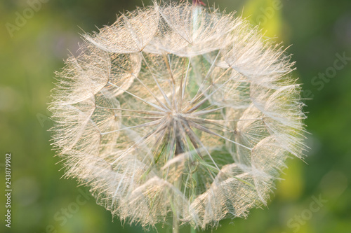 Fototapeta Naklejka Na Ścianę i Meble -  A plant that gives seeds in the form of down. Fluffy plant close-up
