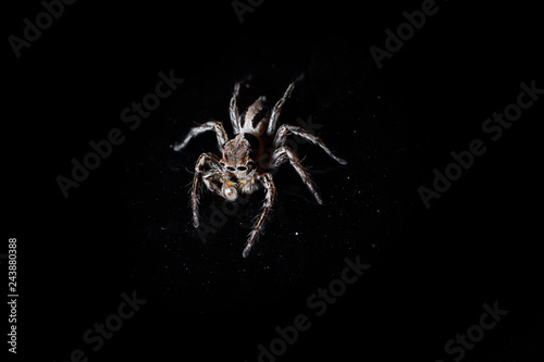 Jumping spider in dark background