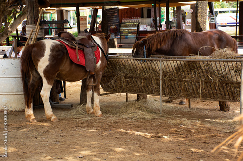 Dwarf horse standing relax in stable at animal farm in Saraburi, Thailand © tuayai