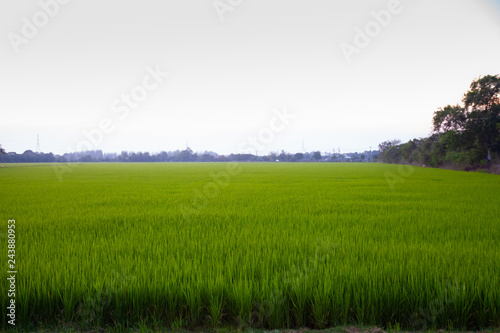 Meadow field or Green Terraced Rice Field in Asia Thailand . Freedom Refreshed grass cold weather Feeling in garden Joyful at times of morning . beautiful day concept.
