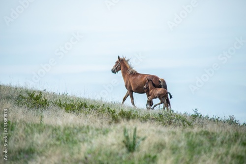 horses graze in the mountains
