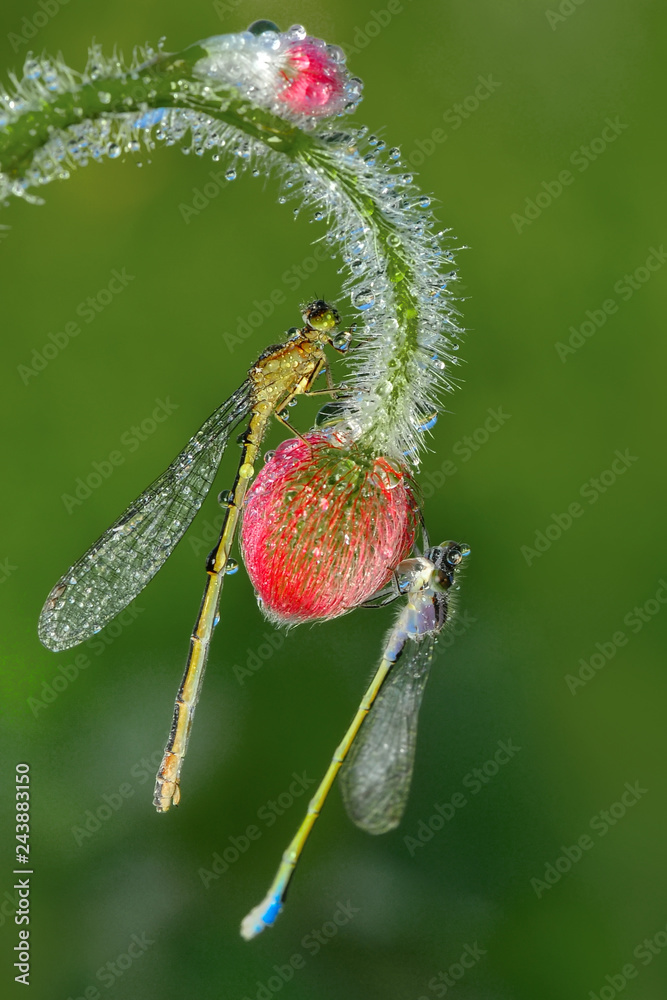 Fototapeta premium Macro shots, Beautiful nature scene dragonfly. 