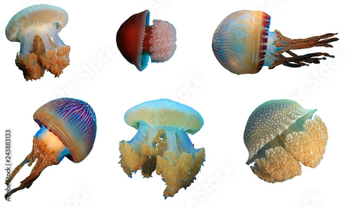 Jellyfish jelly fish isolated on white background  