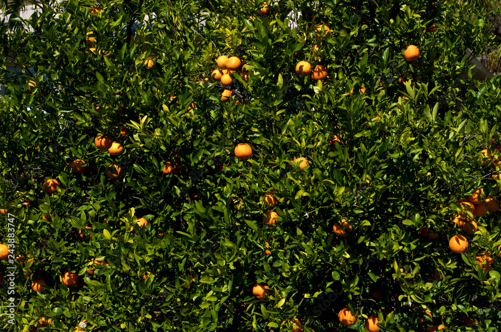 An orange tree in southern florida with ripe fruit fills the image.