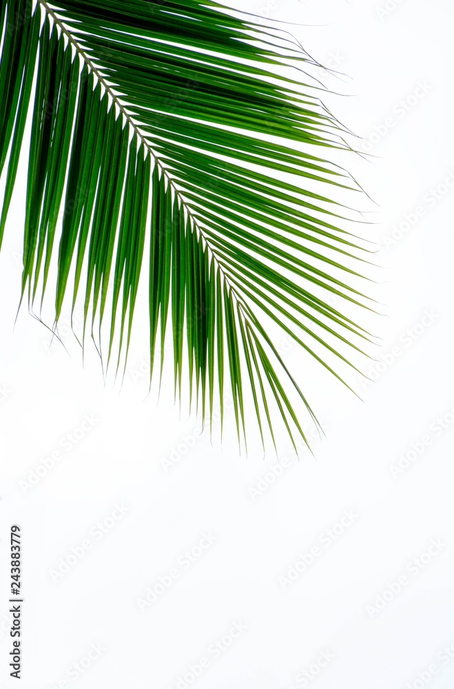 Obraz premium Palm leaves isolated on white