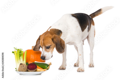 Fototapeta Naklejka Na Ścianę i Meble -  Beagle dog with vegetables isolated on white background