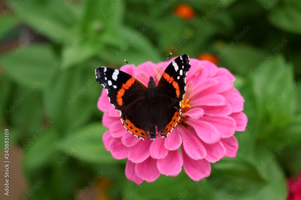 Fototapeta premium Czerwony Admiral motyl na różowym gerbera