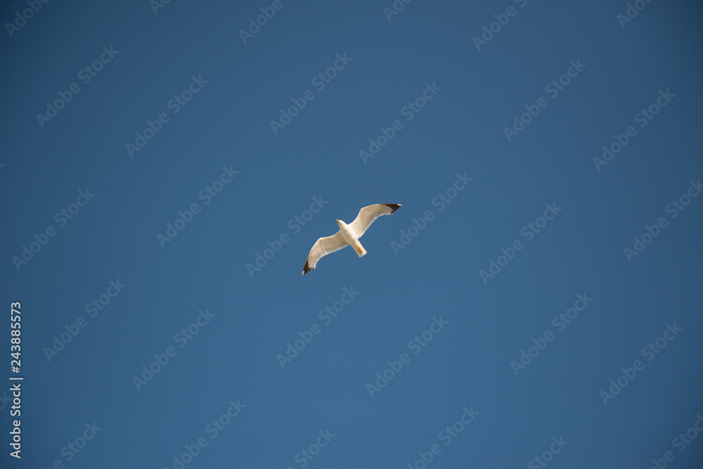seagull flying in blue sky seagull flying in blue sky