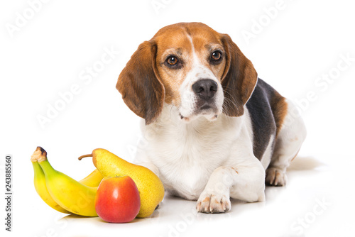 Fototapeta Naklejka Na Ścianę i Meble -  Beagle dog with fruits isolated on white background