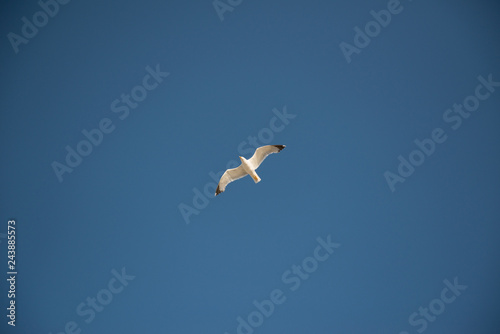 seagull flying in blue sky