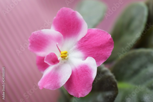 Pink violet on pink background.Flowering plant. © NADEZHDA