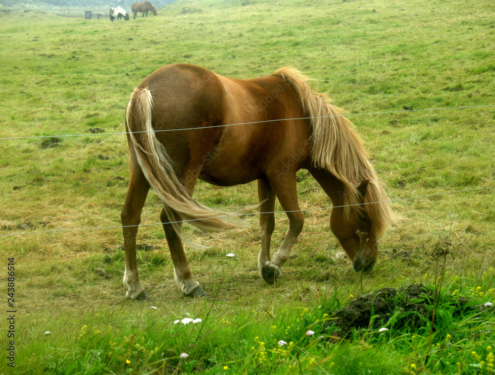 Fototapeta premium Icelandic horse - pasture